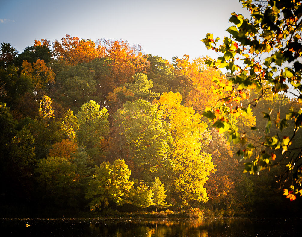 Cornell University- Autumn Leaves