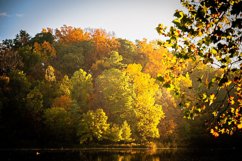 Cornell University- Autumn Leaves