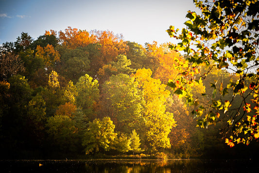 Cornell University- Autumn Leaves