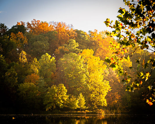 Cornell University- Autumn Leaves